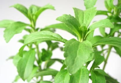 The sweet truth of the new age alternative- Stevia