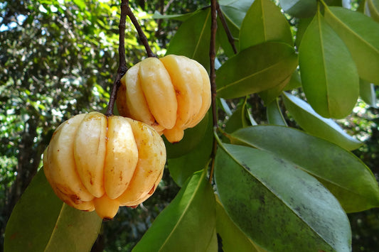 Garcinia Cambogia: Safe for Weight Loss?