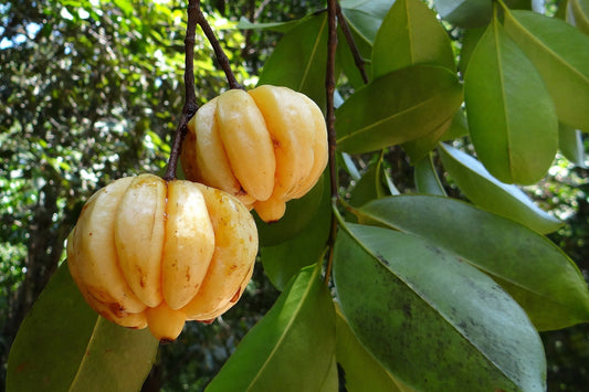 The Health Benefits of Garcinia Cambogia