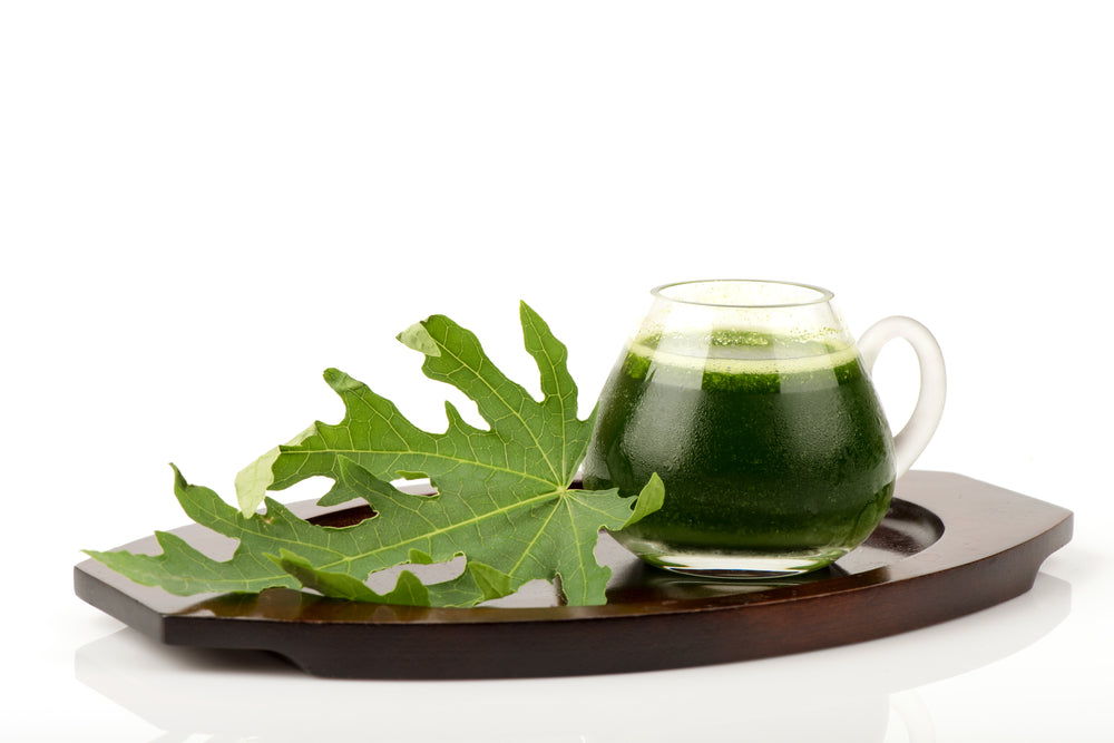 Papaya Leaf Extract to boost the Platelet Count & a lot more.